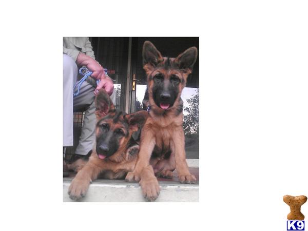 Puppies in KY
